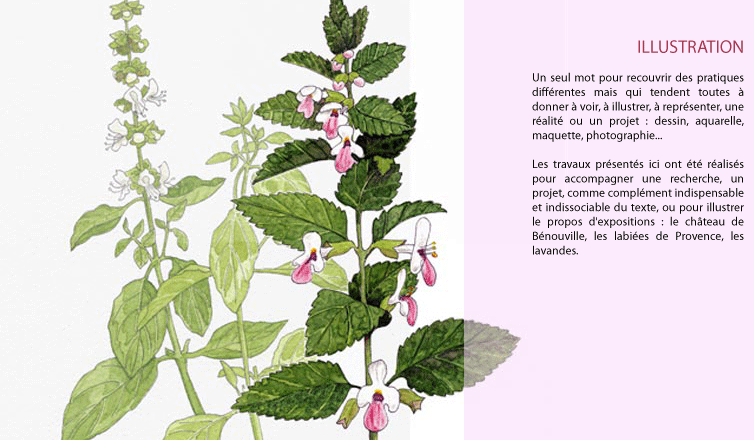 Aquarelle d'un rameau de mélitte sur fond de basilic, avec texte de présentation des pages ILLUSTRATION